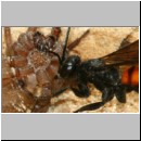 Anoplius viaticus - Wegwespe 38f beim Eintrag einer Trochosa-Wolfsspinne.jpg